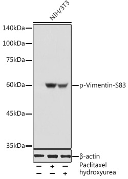 Phospho-Vimentin-S83 Rabbit Polyclonal Antibody