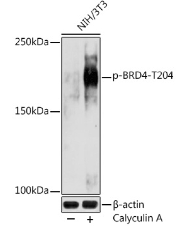 Phospho-BRD4-T204 Rabbit Polyclonal Antibody