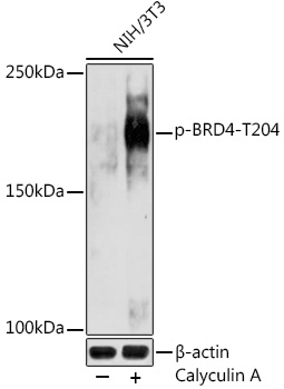 Phospho-BRD4-T204 Rabbit Polyclonal Antibody