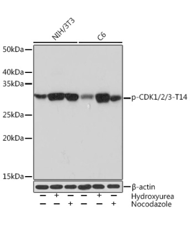 Phospho-CDK1/2/3-T14 Rabbit Monoclonal Antibody