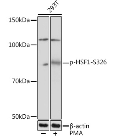 Phospho-HSF1-S326 Rabbit Monoclonal Antibody