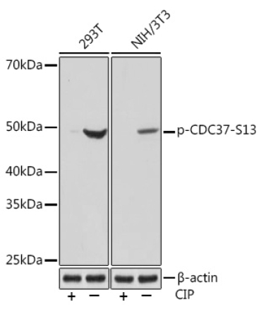 Phospho-CDC37-S13 Rabbit Monoclonal Antibody