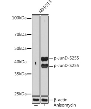 Phospho-JunD-S255 Rabbit Monoclonal Antibody
