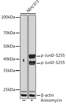 Phospho-JunD-S255 Rabbit Monoclonal Antibody