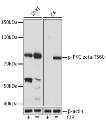 Phospho-PKC zeta-T560 Rabbit Monoclonal Antibody