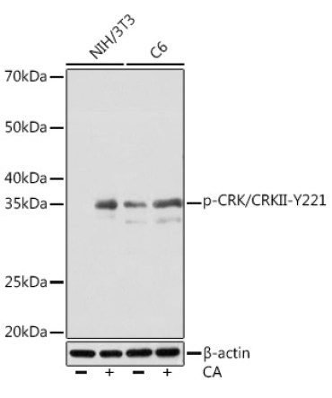 Phospho-CRK/CRKII-Y221 Rabbit Monoclonal Antibody