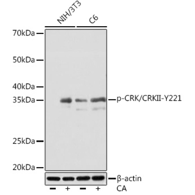 Phospho-CRK/CRKII-Y221 Rabbit Monoclonal Antibody