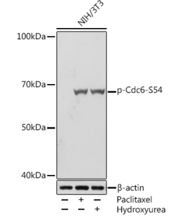 Phospho-Cdc6-S54 Rabbit Monoclonal Antibody