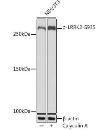 Phospho-LRRK2-S935 Rabbit Monoclonal Antibody