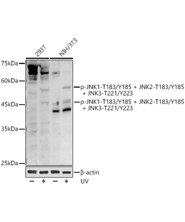 Phospho-JNK1-T183/Y185 + JNK2-T183/Y185 + JNK3-T221/Y223 Rabbit Polyclonal Antibody