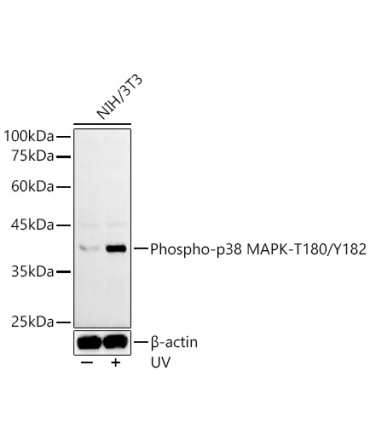 Phospho-p38 MAPK-T180/Y182 Rabbit Polyclonal Antibody