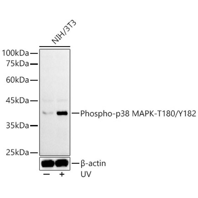 Phospho-p38 MAPK-T180/Y182 Rabbit Polyclonal Antibody