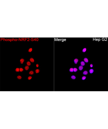 Phospho-NRF2-S40 Rabbit Polyclonal Antibody