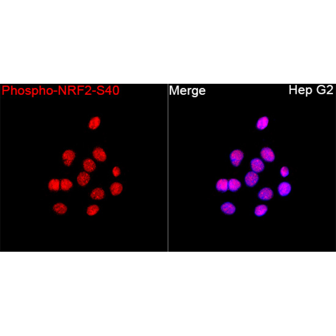 Phospho-NRF2-S40 Rabbit Polyclonal Antibody