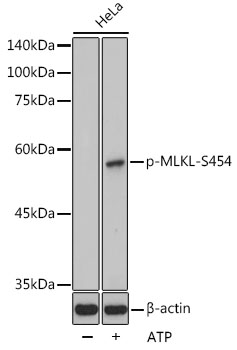 Phospho-MLKL-S454 Rabbit Polyclonal Antibody