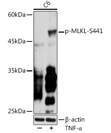 Phospho-MLKL-S441 Rabbit Polyclonal Antibody