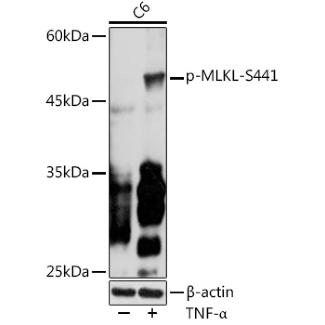 Phospho-MLKL-S441 Rabbit Polyclonal Antibody