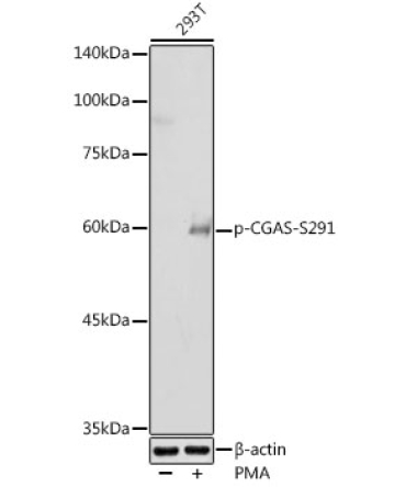 Phospho-CGAS-S291 Rabbit Polyclonal Antibody