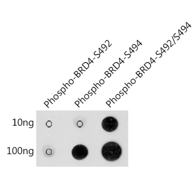 Phospho-BRD4-S492/S494 Rabbit Polyclonal Antibody