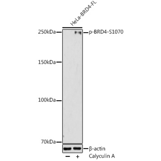 Phospho-BRD4-S1070 Rabbit Polyclonal Antibody