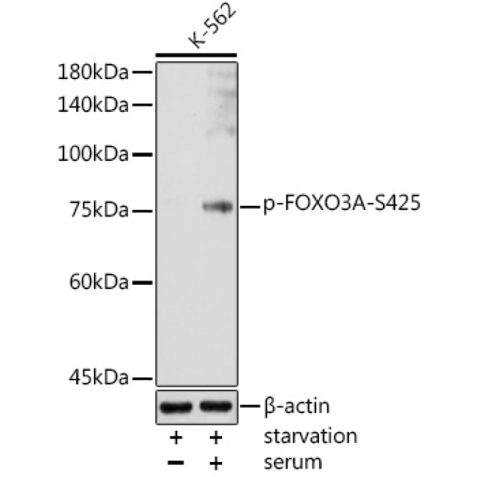 Phospho-FOXO3A-S425 Rabbit Polyclonal Antibody