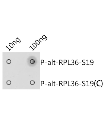 Phospho-alt-RPL36-S19 Rabbit Polyclonal Antibody