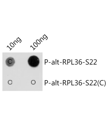 Phospho-alt-RPL36-S22 Rabbit Polyclonal Antibody