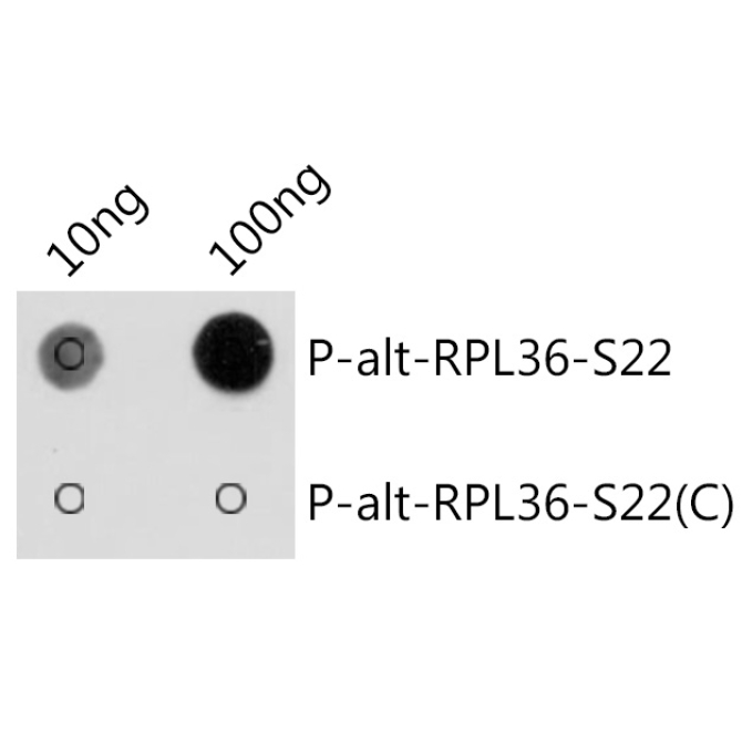Phospho-alt-RPL36-S22 Rabbit Polyclonal Antibody