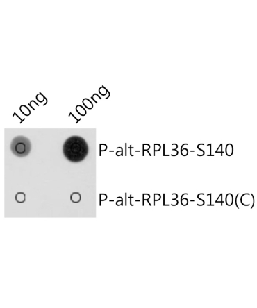 Phospho-alt-RPL36-S140 Rabbit Polyclonal Antibody