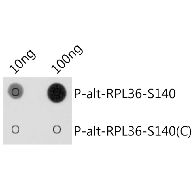 Phospho-alt-RPL36-S140 Rabbit Polyclonal Antibody