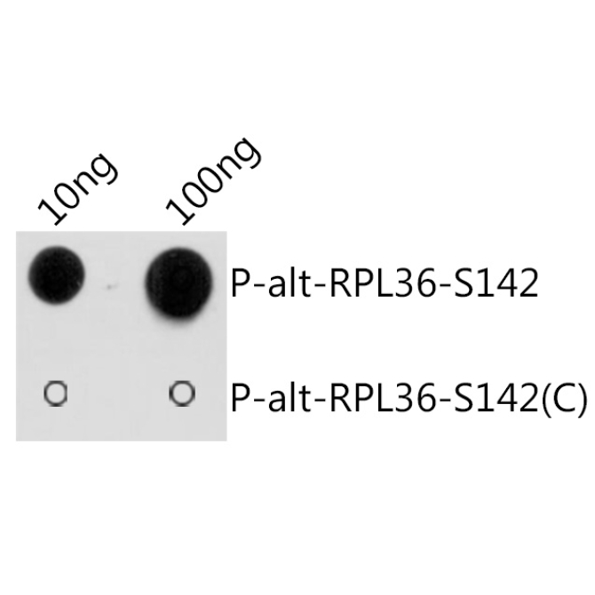 Phospho-alt-RPL36-S142 Rabbit Polyclonal Antibody