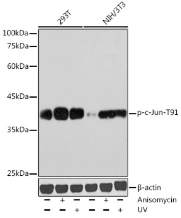 Phospho-c-Jun-T91 Rabbit Polyclonal Antibody