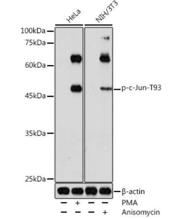 Phospho-c-Jun-T93 Rabbit Polyclonal Antibody
