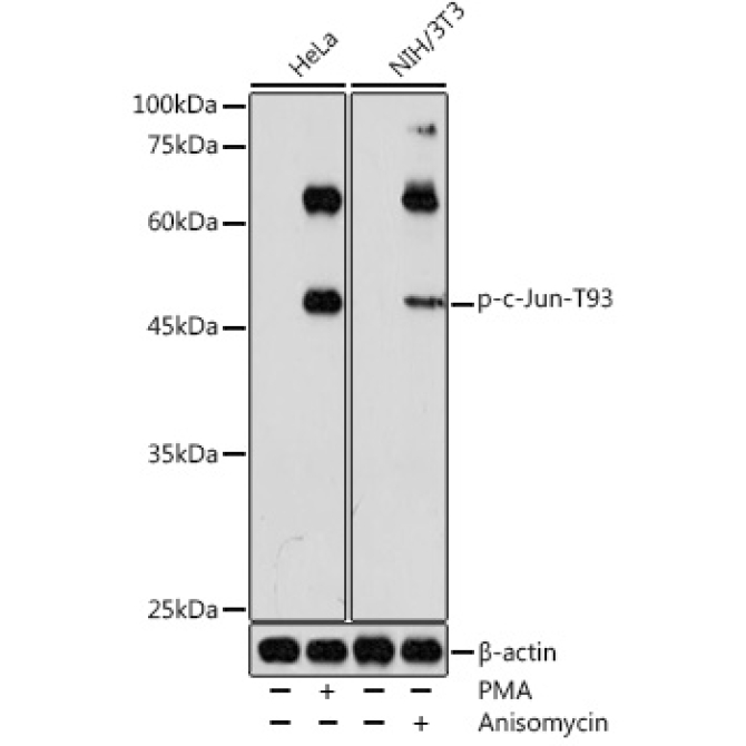 Phospho-c-Jun-T93 Rabbit Polyclonal Antibody