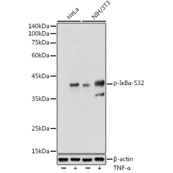 Phospho-I?BAlpha-S32 Rabbit Polyclonal Antibody