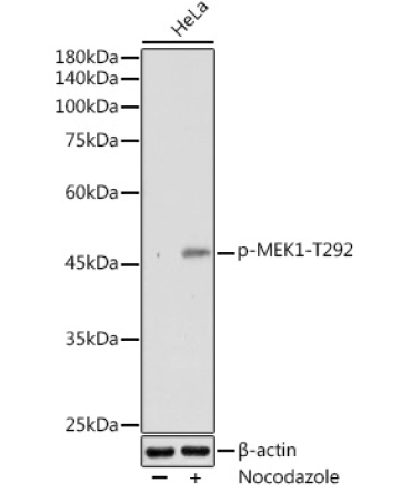 Phospho-MEK1-T292 Rabbit Polyclonal Antibody