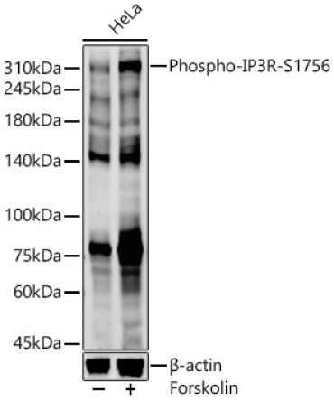 Phospho-IP3R-S1756 Rabbit Polyclonal Antibody