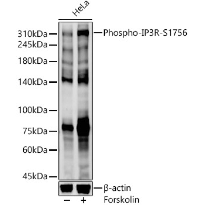 Phospho-IP3R-S1756 Rabbit Polyclonal Antibody