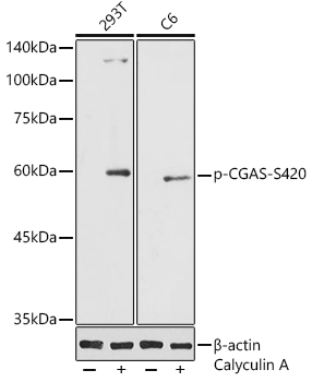 Phospho-CGAS-S420 Rabbit Polyclonal Antibody