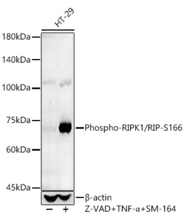 Phospho-RIPK1/RIP-S166 Rabbit Polyclonal Antibody