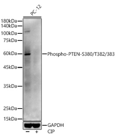 Phospho-PTEN-S380/T382/383 Rabbit Polyclonal Antibody