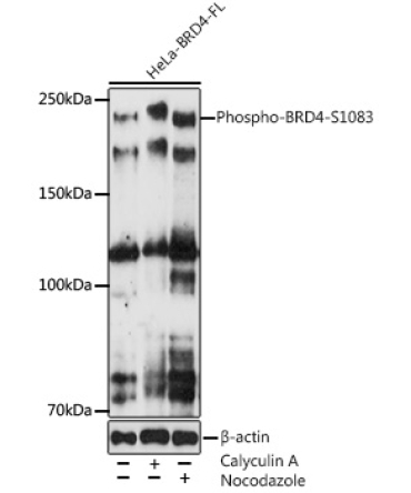 Phospho-BRD4-S19,4003 Rabbit Monoclonal Antibody