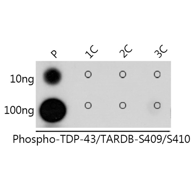 Phospho-TDP-43/TARDBP-S409/S410 Rabbit Polyclonal Antibody