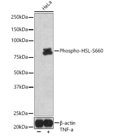 Phospho-HSL-S660 Rabbit Polyclonal Antibody