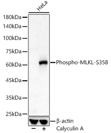 Phospho-MLKL-S358 Rabbit Polyclonal Antibody