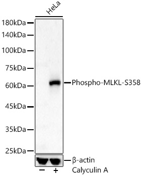 Phospho-MLKL-S358 Rabbit Polyclonal Antibody