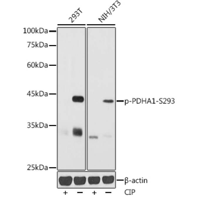 Phospho-PDHA1-S293 Rabbit Polyclonal Antibody