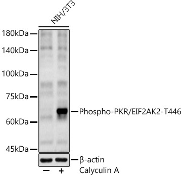 Phospho-PKR/EIF2AK2-T446 Rabbit Polyclonal Antibody