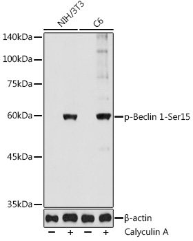 Phospho-Beclin 1-Ser15 Rabbit Polyclonal Antibody