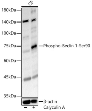 Phospho-Beclin 1-Ser90 Rabbit Polyclonal Antibody